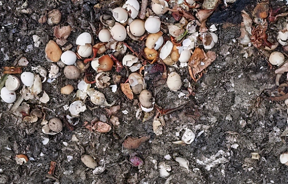 盆栽玫瑰花怎么栽培视频教程,盆栽玫瑰花在家怎么摆放