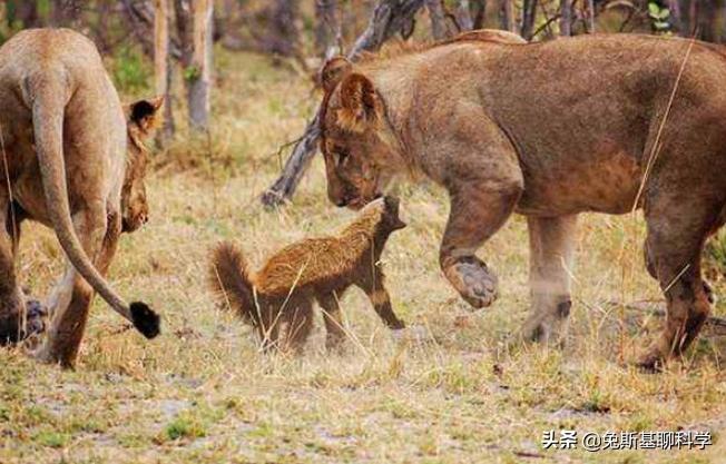 最无所畏惧的动物，非洲平头哥蜜獾遇上科莫多龙，谁更厉害？