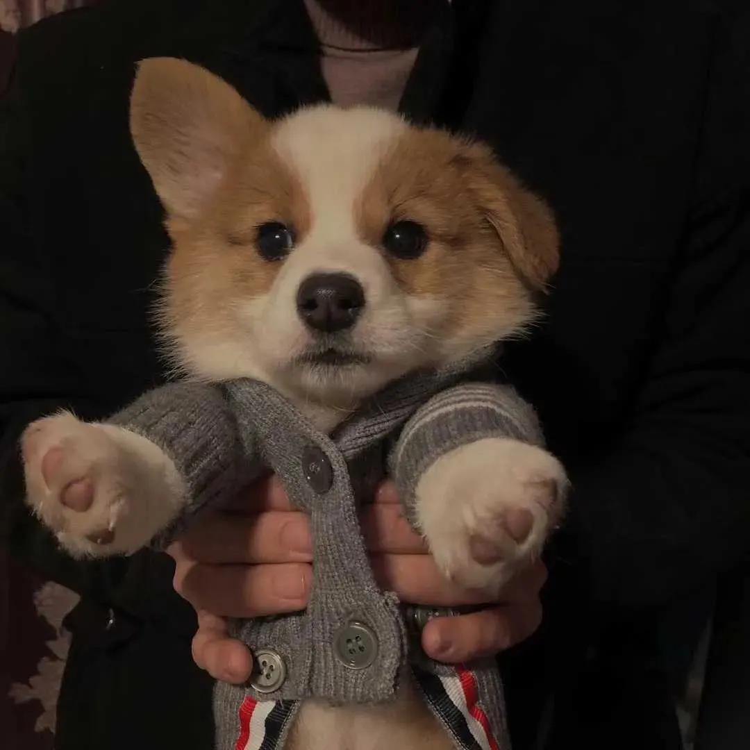 适合中年女人高雅的微信头像,100张珍藏已久微信头像