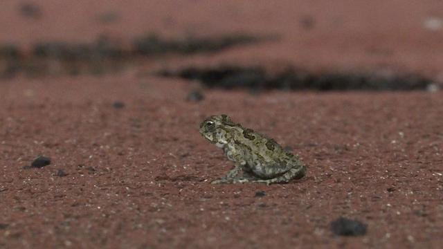 阔叶草坪、热带雨林，还有埃瑟里奇和大巴战术，里皮如何应对？