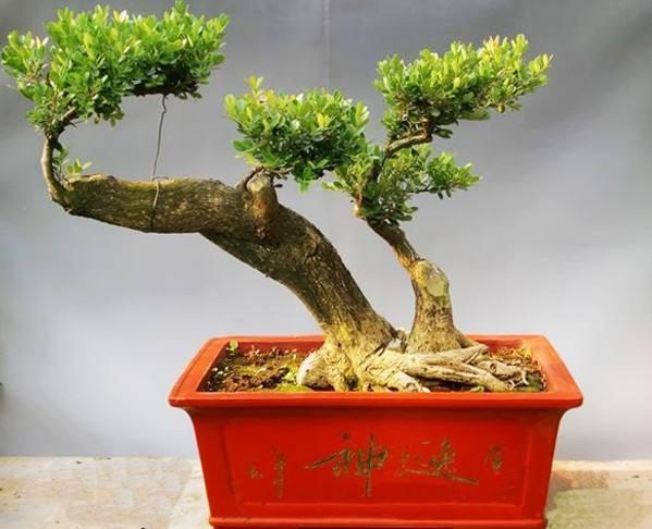 黄杨盆景怎么养5个小知识,详解黄杨盆景养护方法