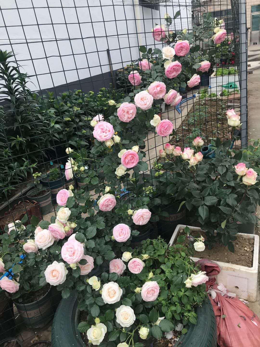 江阴人少景美,江阴有哪些人文景观