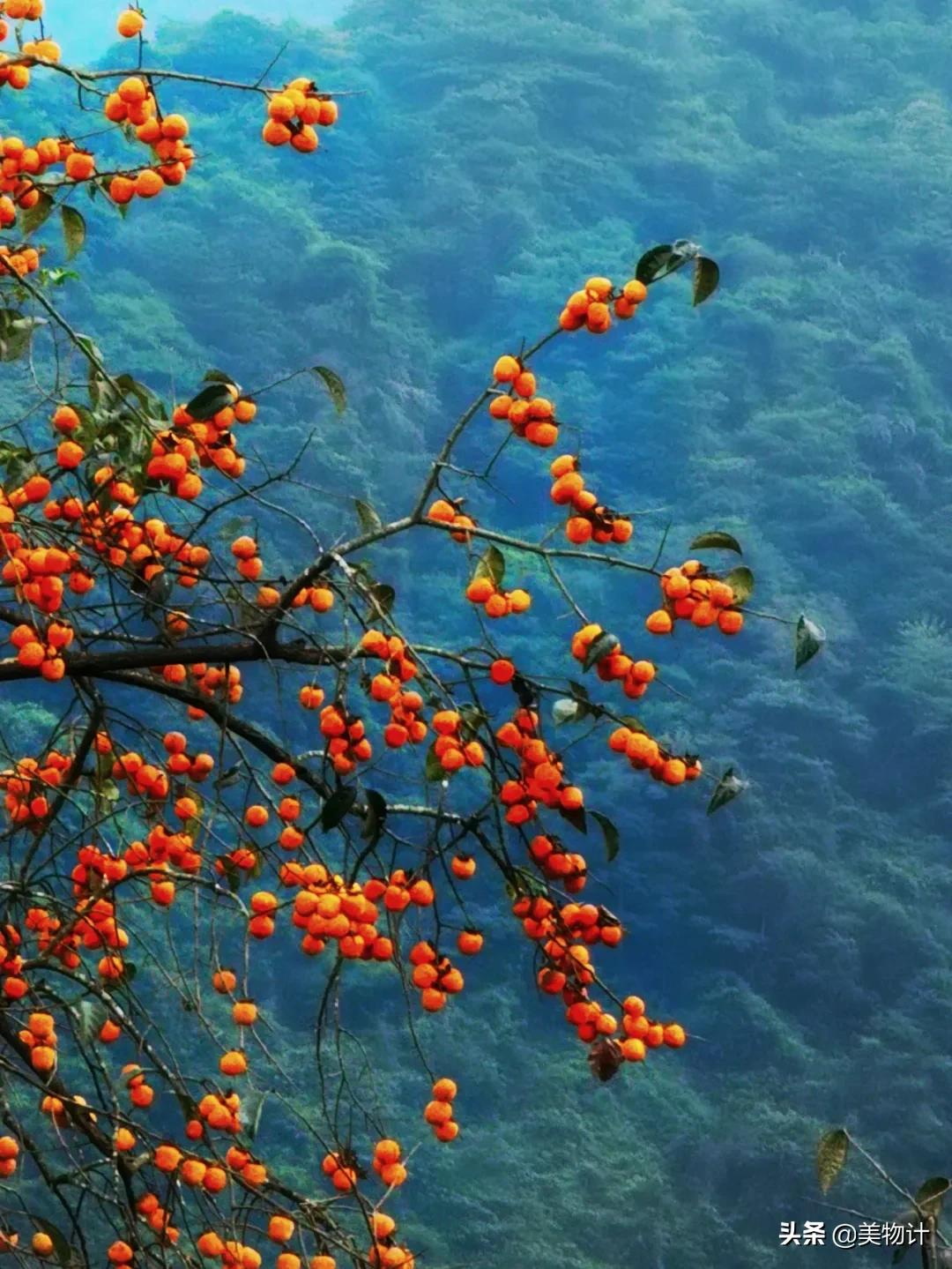 柿子红了歌曲原唱,柿子红了