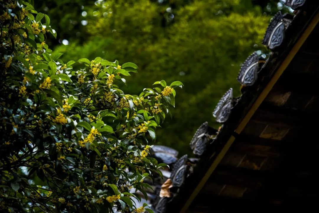 中国最美秋色篁岭晒秋,篁岭体验闻名遐迩的晒秋