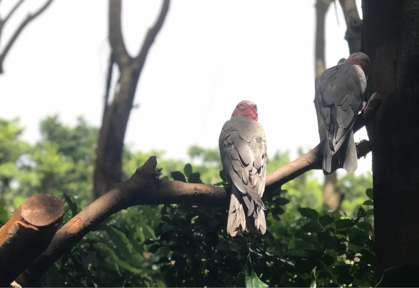 长隆飞鸟乐园拍鸟攻略,广州长隆飞鸟乐园可以摸哪些鸟