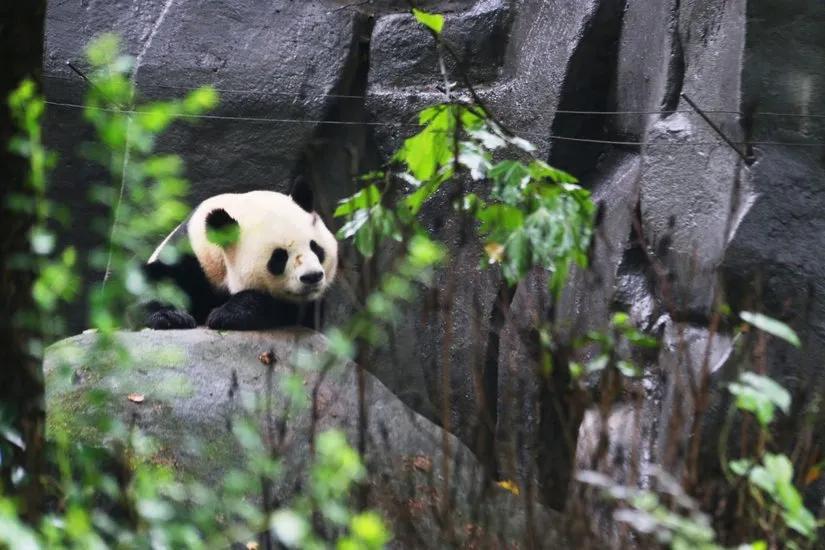 贡嘎山的徒步,贡嘎雪山大环线徒步游记