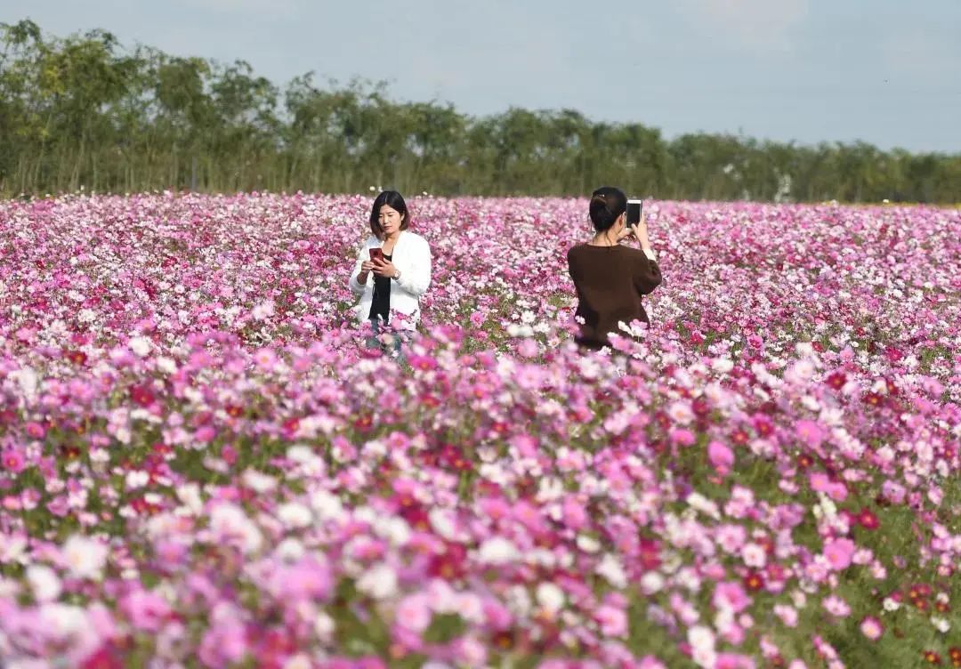 森氧之地，秋游必选！金湖万亩水上森林，真的别有趣味