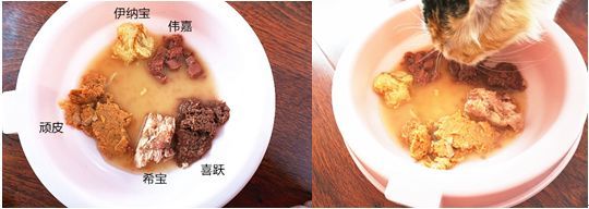 哪个品牌的罐头主子最喜欢,哪个是毒罐头,99%的人不知道的事