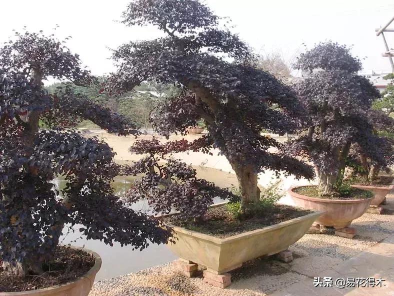 白檵木盆景图片欣赏,异形白花檵木盆景