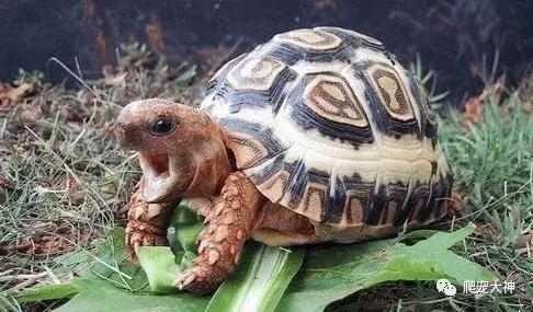 如何养好一只陆龟,如何才能在家里养一只陆龟