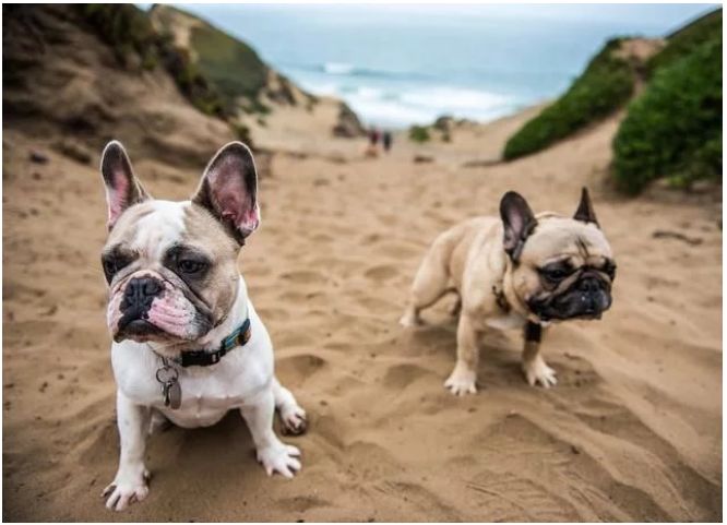 宠物百科澳洲牧牛犬,蓝色法国斗牛犬优缺点