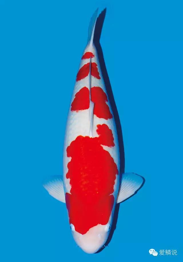 锦鲤碰了受伤了怎么治疗,锦鲤外伤要不要下盐