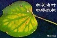 钙镁硼锌，元素虽微量，作用可不小！