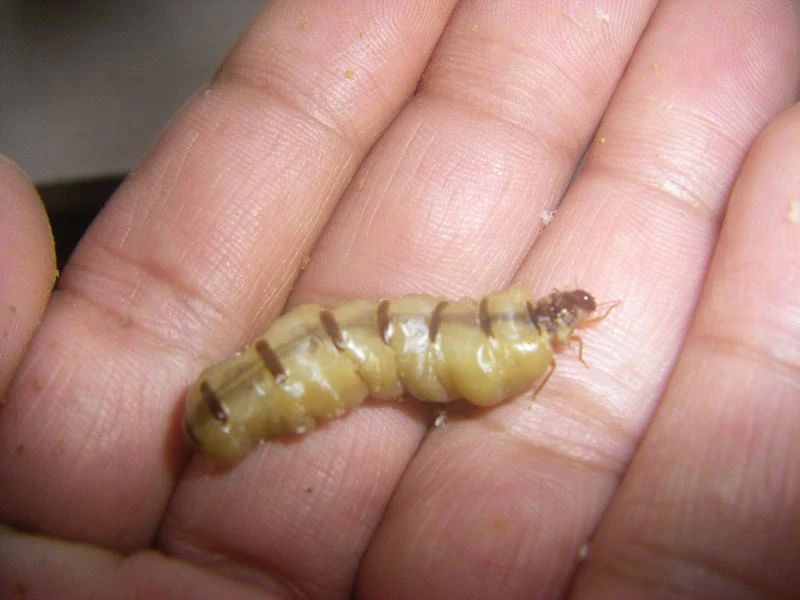 下雨天很多飞蚁是什么蚁,雨后飞蚁怎么来的