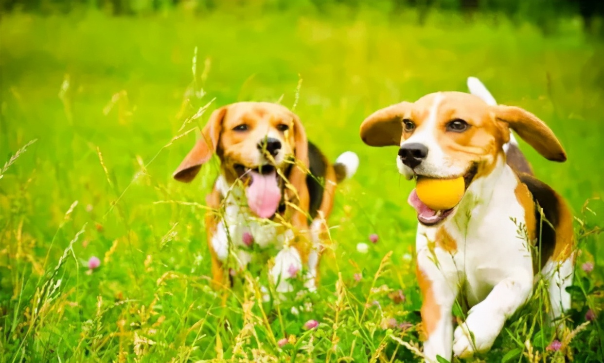 比格犬的优点和缺点有什么？看完这篇，别成为下一个比格犬受害者