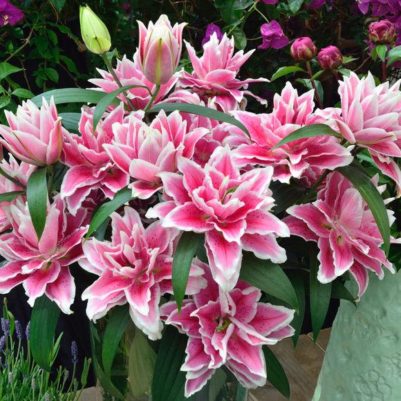 百合可以一盆养4棵吗,一枝多个花苞百合能分开养吗