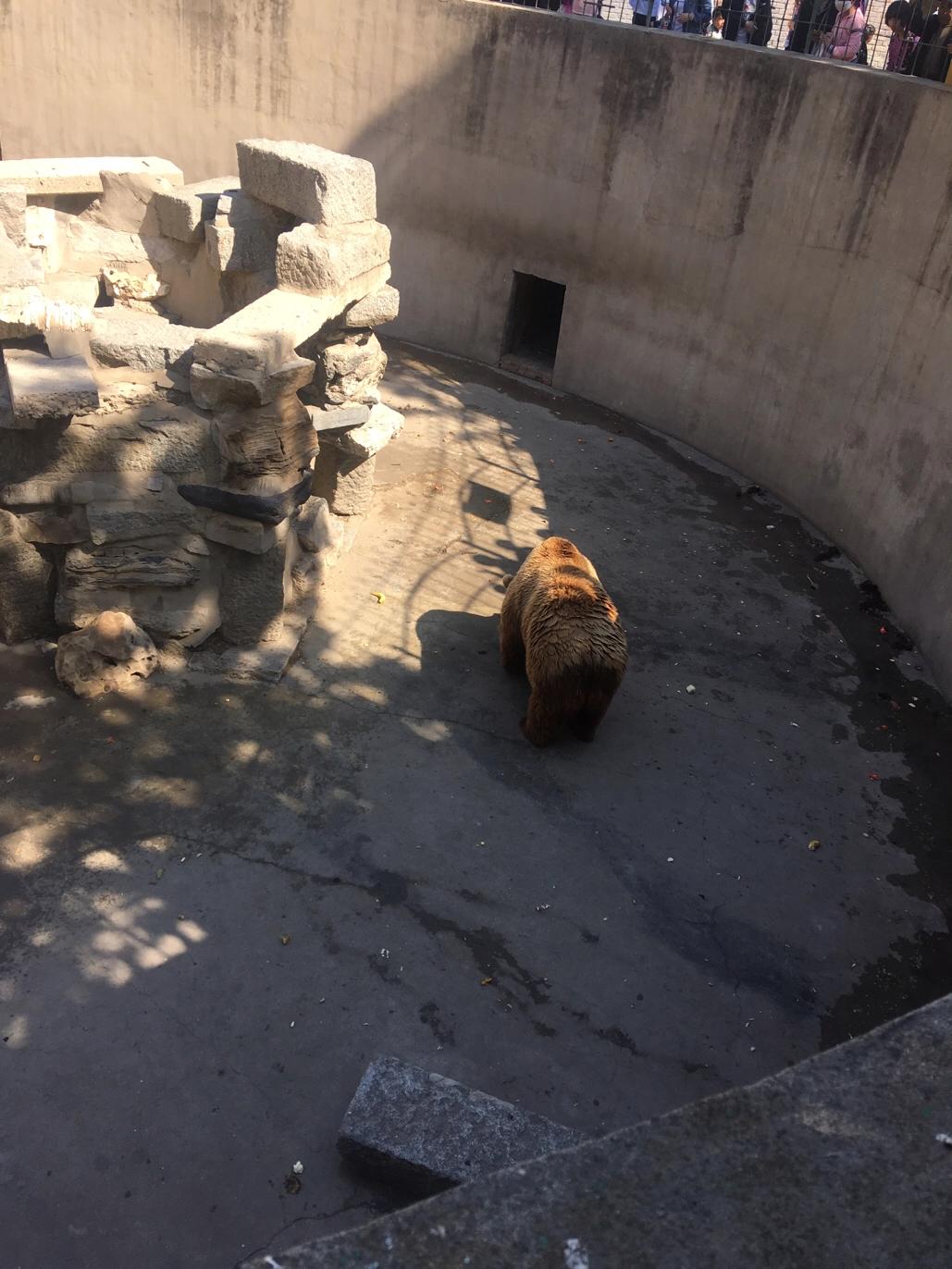 保定动物园视频,保定动物园通知