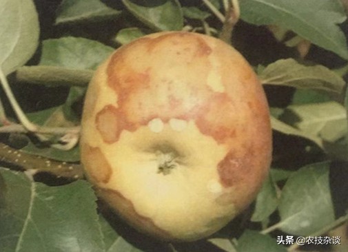 苹果干腐病怎样治疗,苹果干腐病怎么治疗
