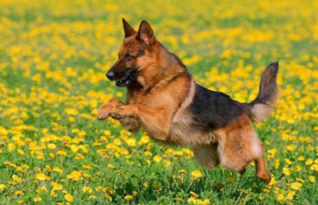 这5种狗一点也不好养,这5种狗体味轻