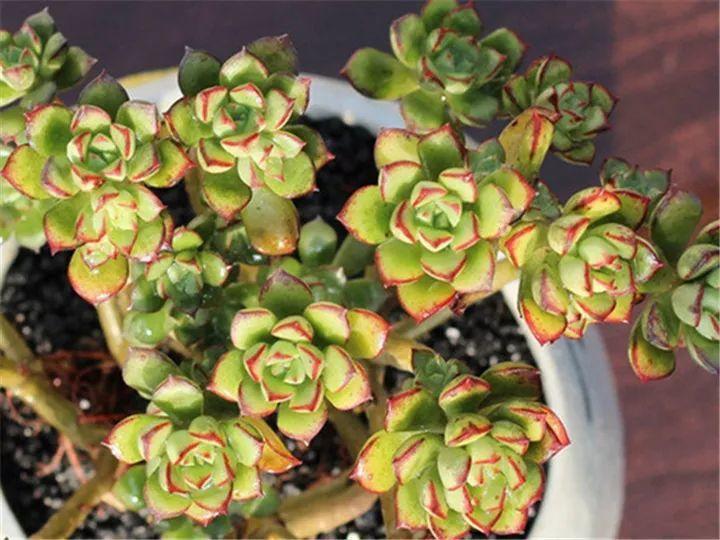 什么多肉夏天也可以继续生长,教你十大多肉养护技巧