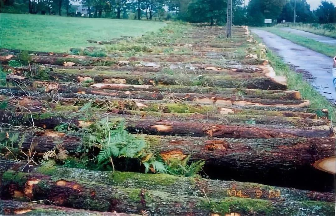 北美红橡木和白橡颜色的区别,红橡和白橡纹理有什么区别