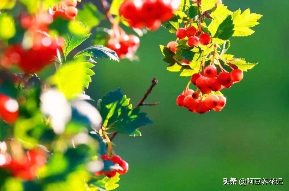 红豆杉树叶子发黄的解决方法,红豆杉叶子发黄的解决方法