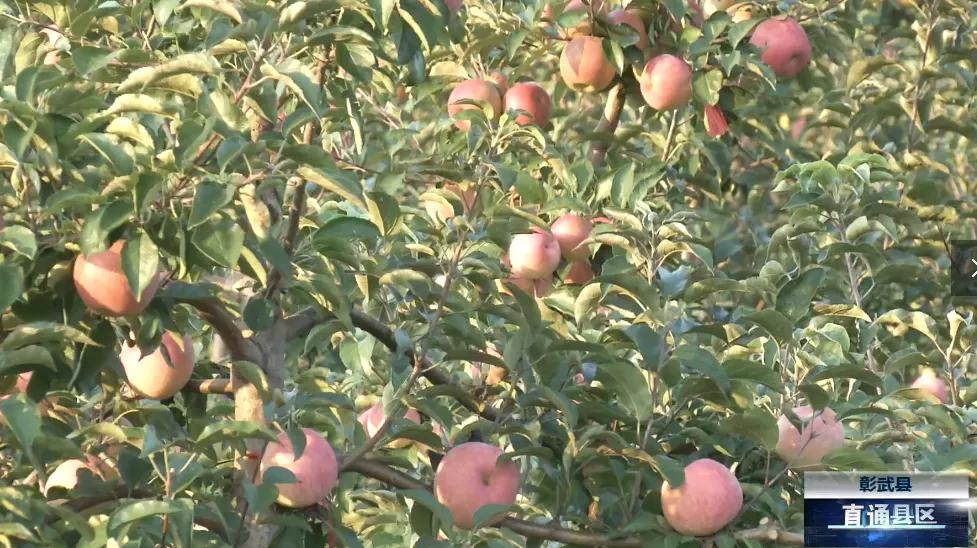 v观阜新,v观阜新新闻