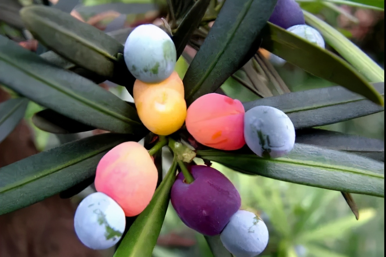 罗汉鱼常见品种,罗汉鱼十大品种排名