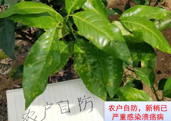 大蒜素能预防真菌感染吗,大蒜素治疗细菌感染