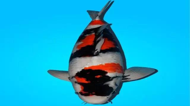 世界上最贵的宠物是什么样子的,世界上最贵的宠物是什么