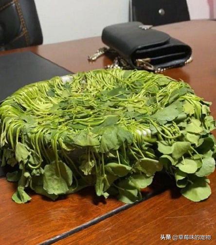 自从养了猫自己都舍不得吃了,一旦养了猫就不能养植物