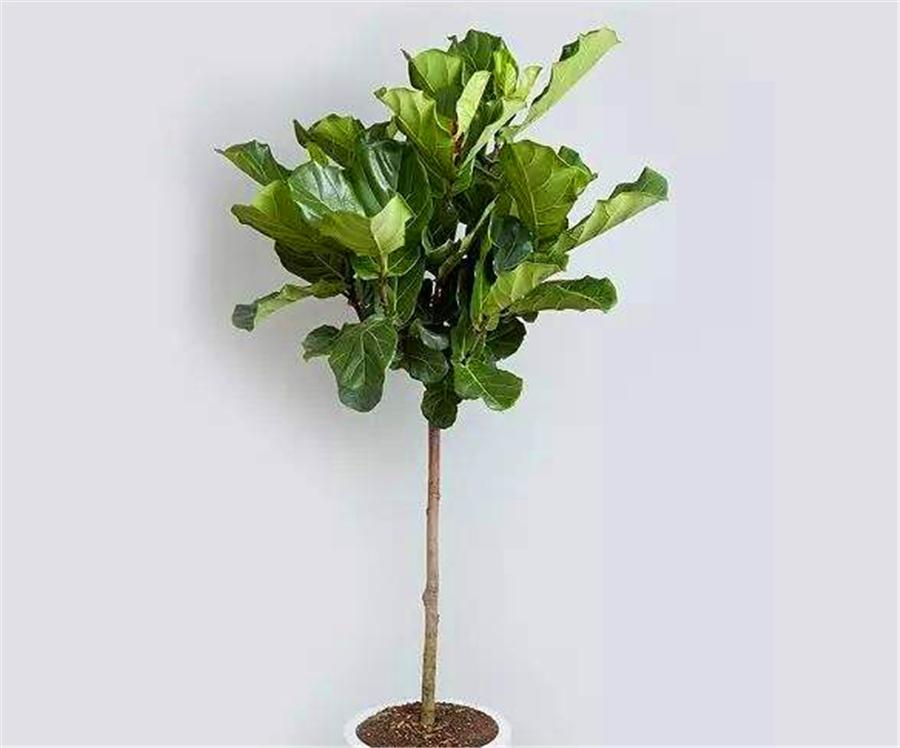 琴叶榕怎么打顶分枝,琴叶榕长多高砍头最好