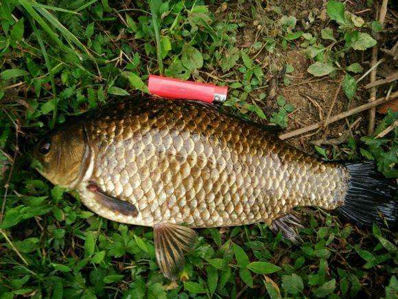 钓鲫鱼多大的朝天钩最好,钓鲫鱼的朝天钩一般都是几号钩