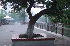 大树移植机视频大全,大树移植的正确方法