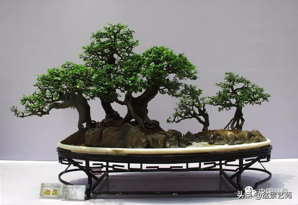 玩盆景必备栽种知识,观赏盆景的意境