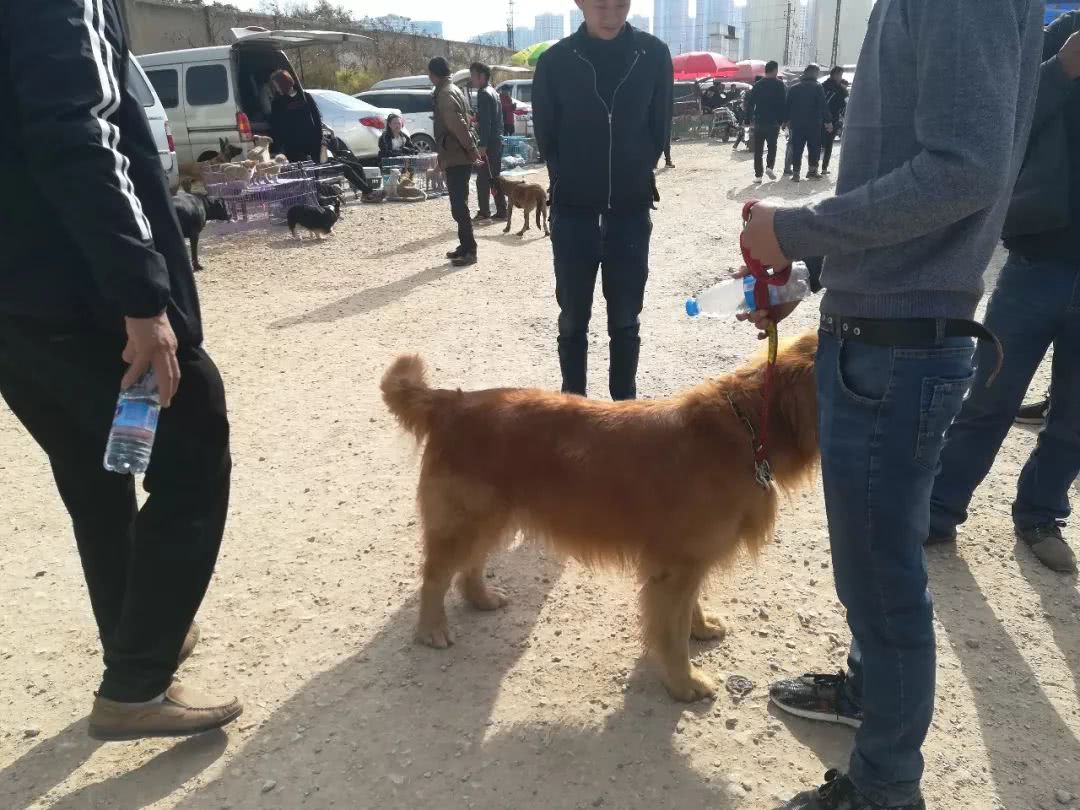 金毛600块钱卖给狗贩子,狗市来了一对双胞胎金毛900块钱卖