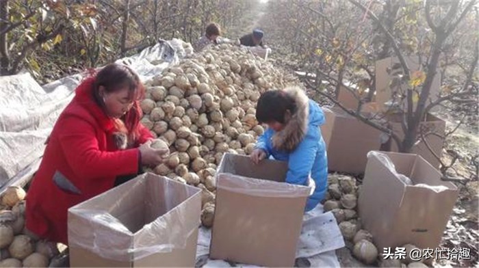 59元9斤大果收购价,小果价格多少钱一斤