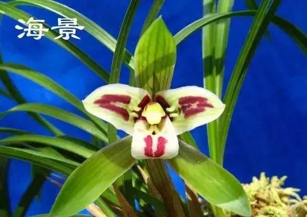 中国兰花的鉴赏标准,中国兰花特征介绍