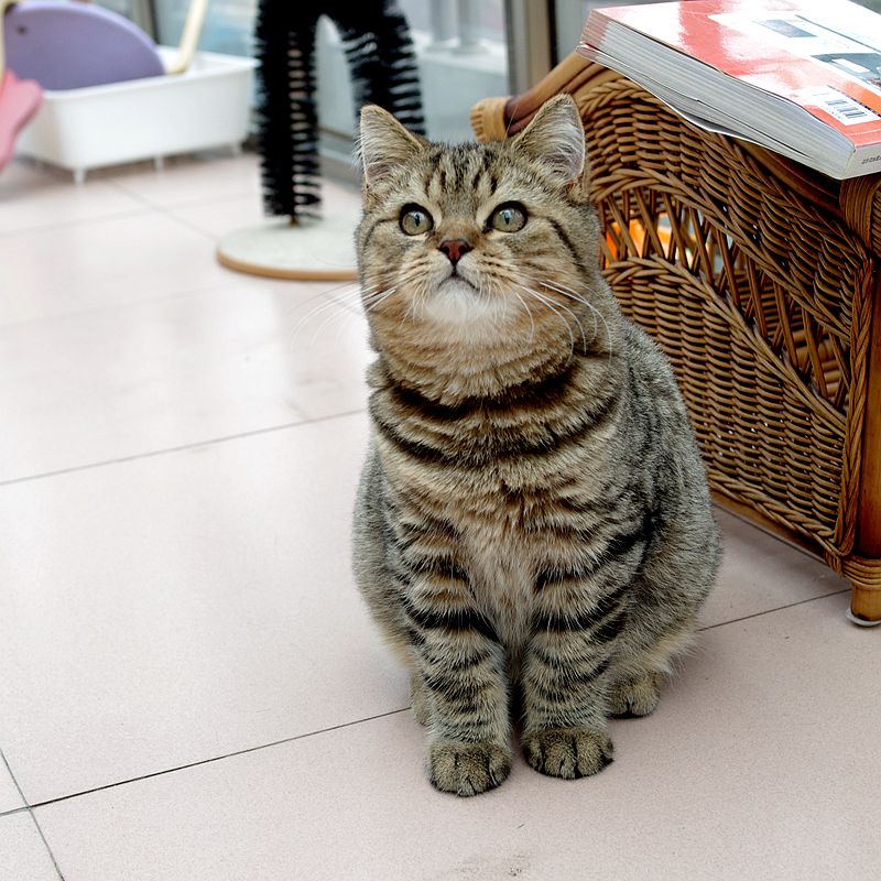 虎斑猫吃不胖的原因有哪些,虎斑猫怎么也吃不胖呢