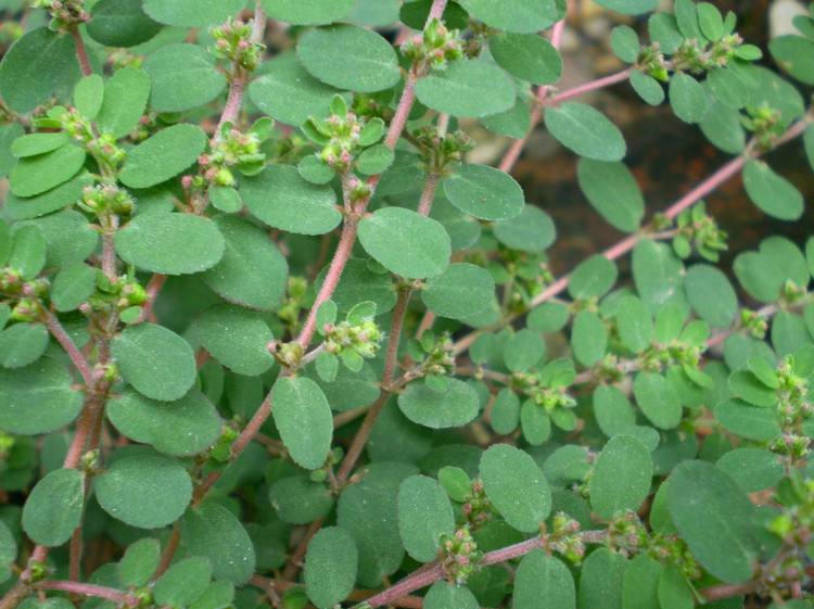 听上去有些不靠谱三种观赏鱼疾病治疗方法，看一看不吃亏的