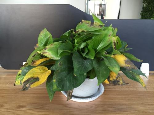 因换盆造成的绿萝黄叶怎么处理,绿萝黄叶枯萎怎么换盆