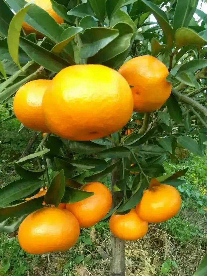 贡柑柑橘,柑橘沃柑和脐橙的区别