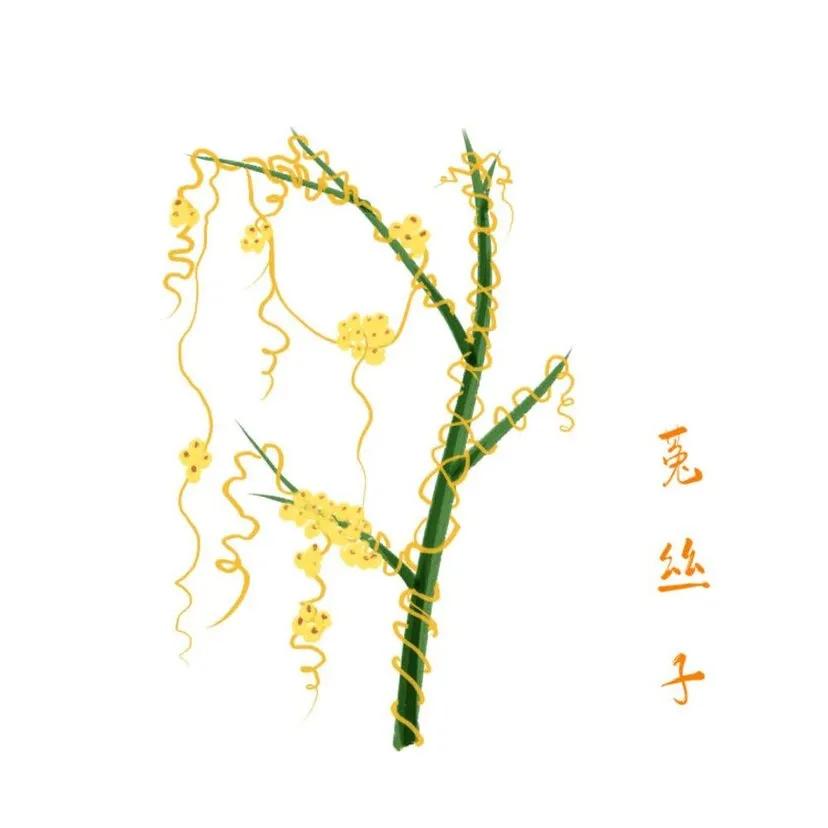 中药妇科常用药,妇科常用中药方剂有哪些