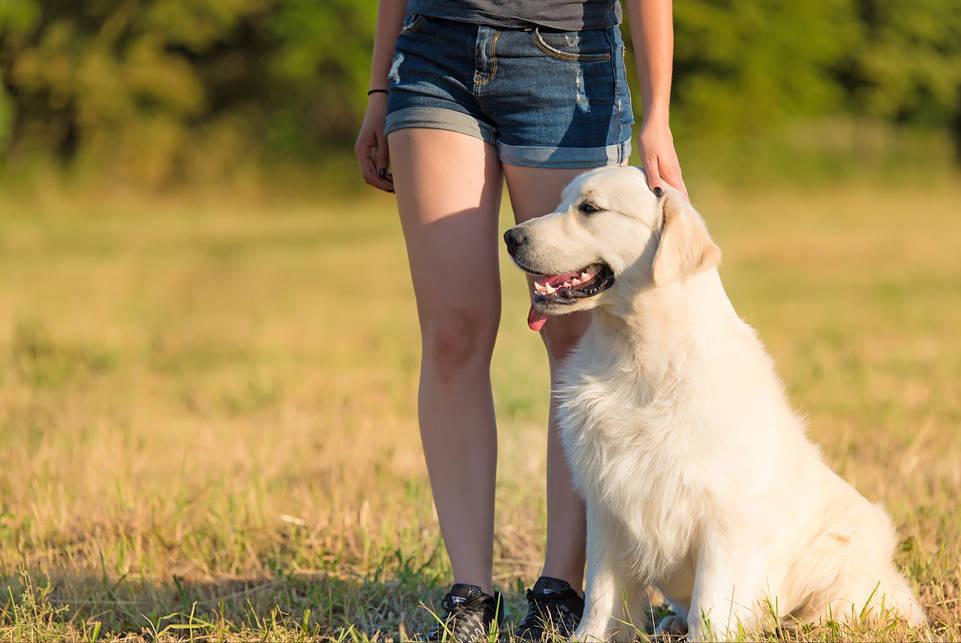 养拉布拉多作为种犬该注意哪些,养拉布拉多犬的好处和坏处