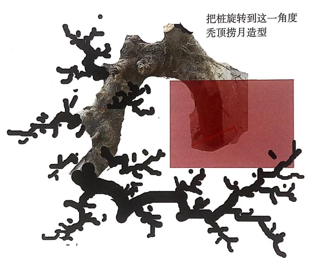 榆树盆景用的榆树是什么品种,小榆树盆景设计100种形态