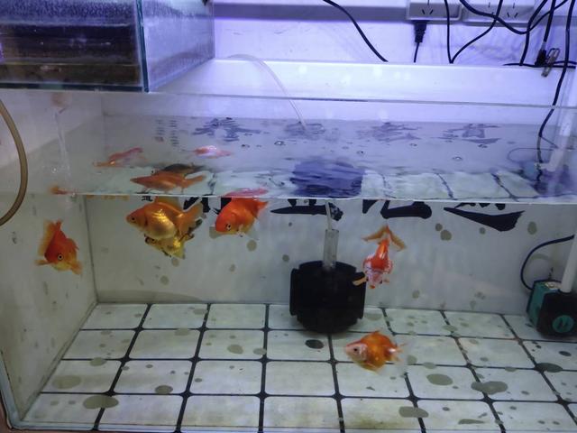 硝化细菌培养问题,硝化反应的危险及控制方法