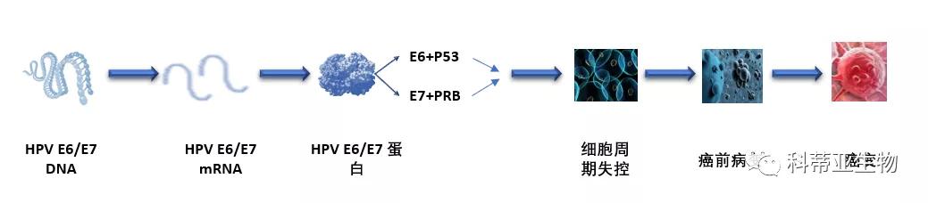 hpv必须知道的几件事,国际hpv知晓日2024年主题