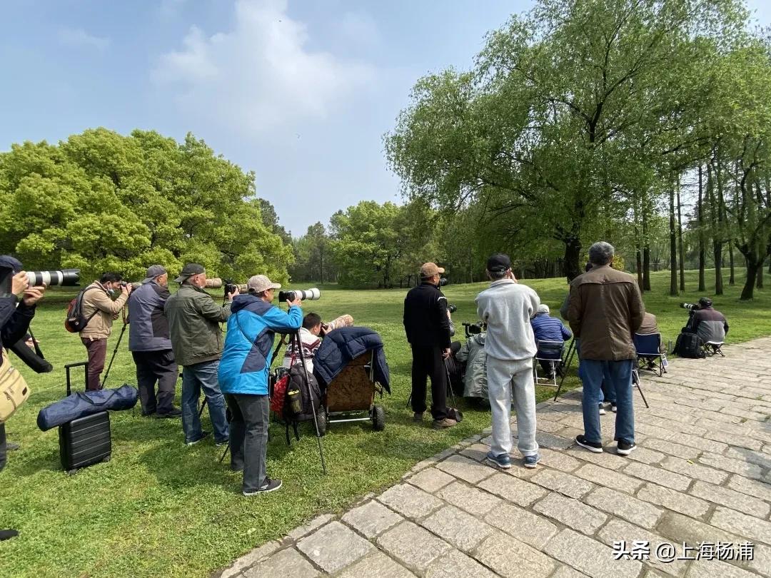 冬季引来最佳观鸟季,观鸟季一年一度