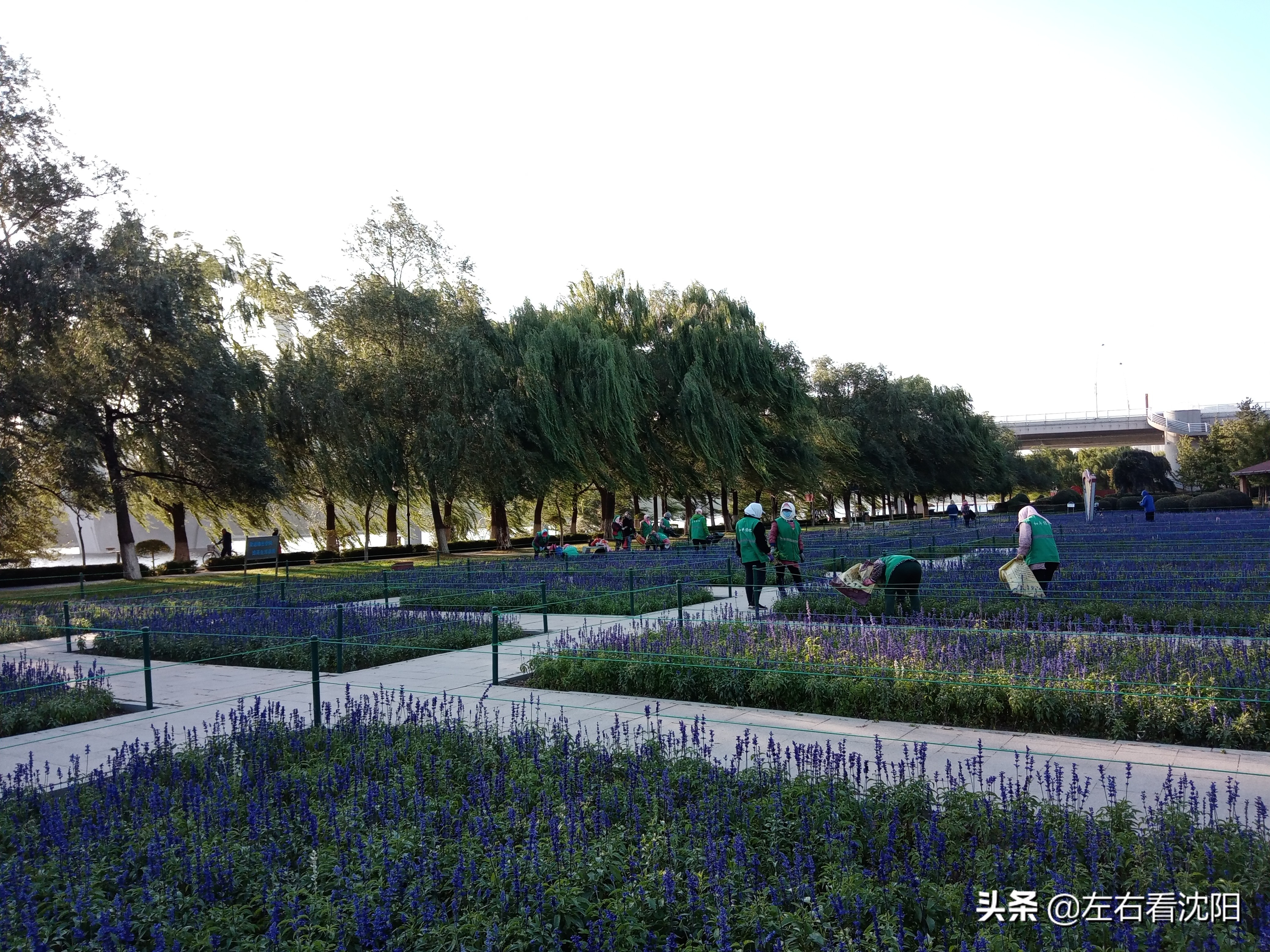 沈阳沈水湾公园看日出,沈阳浑河看海的地方