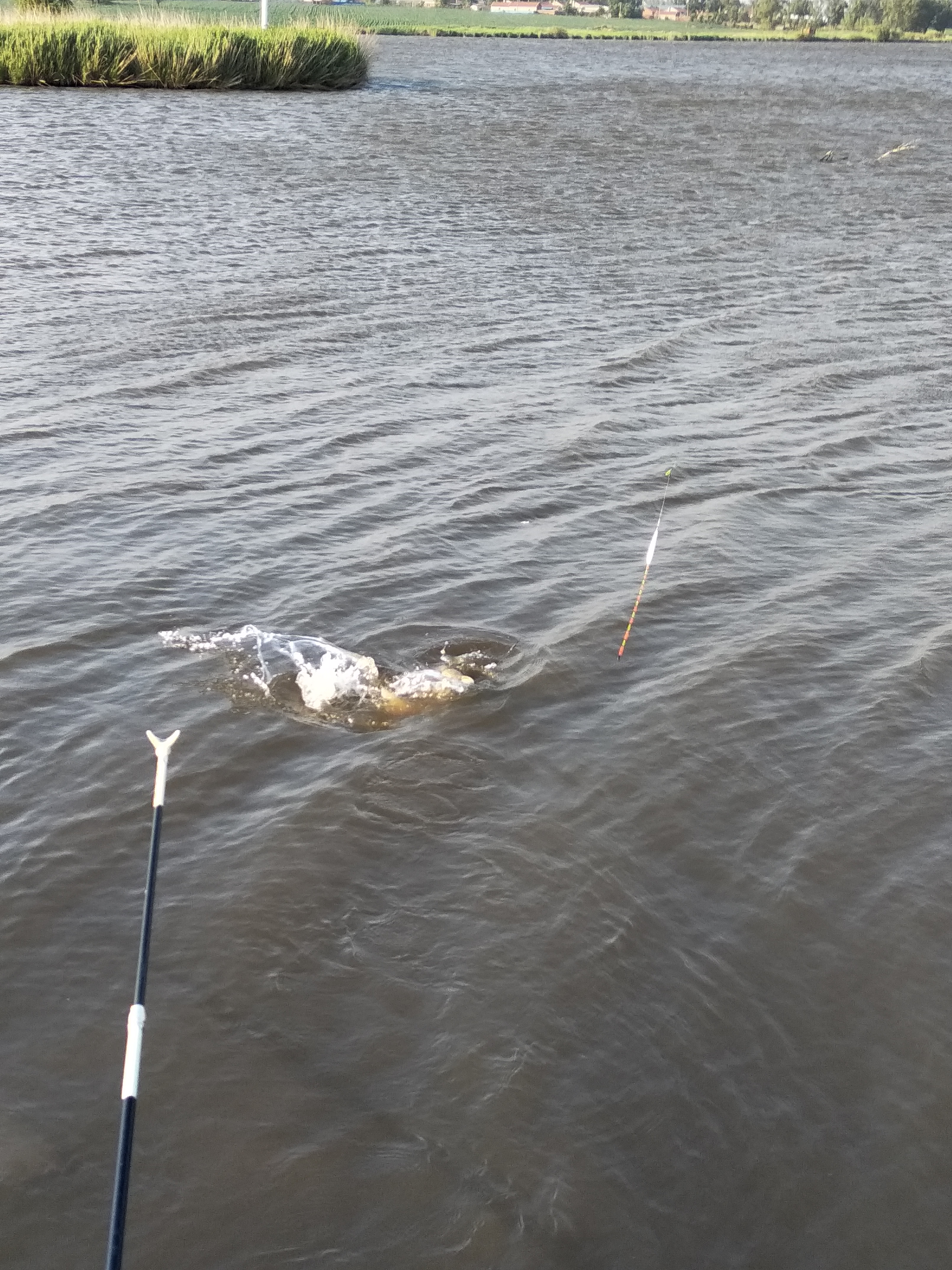 清明节期间可以用芦苇叶钓草鱼,用芦苇叶钓草鱼只咬叶子不咬钩